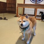 鎌倉乃豆柴カフェ - 