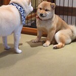 鎌倉乃豆柴カフェ - 