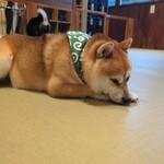 鎌倉乃豆柴カフェ - 