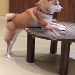 鎌倉乃豆柴カフェ - 