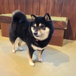 鎌倉乃豆柴カフェ - 