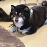 鎌倉乃豆柴カフェ - 