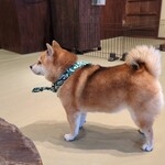 鎌倉乃豆柴カフェ - 