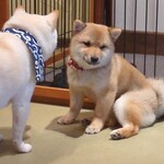 鎌倉乃豆柴カフェ - 