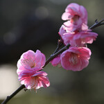 La Maison du Ramen ビスク - おまけ：新宿御苑の紅梅