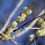 La Maison du Ramen ビスク - おまけ：新宿御苑の蝋梅