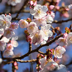 La Maison du Ramen ビスク - おまけ：新宿御苑の寒桜