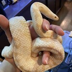 爬虫類カフェバー RePL - おとなしいヘビです