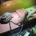 爬虫類カフェバー RePL - リクガメとトカゲ、一緒に暮らしてます