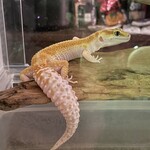 爬虫類カフェバー RePL - 人気のレオパ