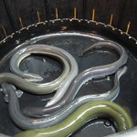 かぶと - 緑色の鰻が天然物　　