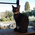 books to curry 猫のしっぽ - 