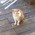 books to curry 猫のしっぽ - 