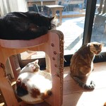 books to curry 猫のしっぽ - 