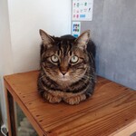 books to curry 猫のしっぽ - 