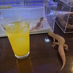 爬虫類カフェバー RePL - 