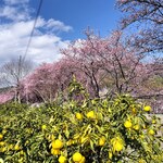 アンティカ トラットリア ダル ピラータ - 河津桜五分咲き