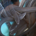 八べえ - 水槽(うなぎ)