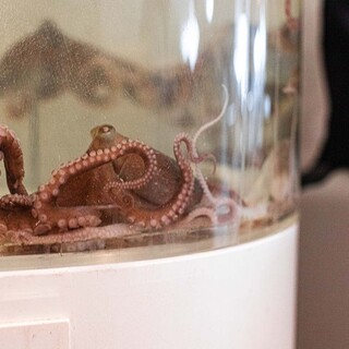 【サンナッチ】一番人気！鮮度抜群の生イイダコを踊り食いで堪能