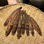 鮨 りかく - 新鮮な車海老