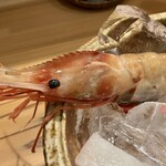 しんのすけ - ぼたんえび