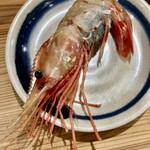 しんのすけ - ぼたんえび