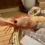 しんのすけ - ぼたんえび