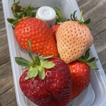 近藤いちご園 - 