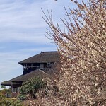 茨城串や まる久 - 24年2月10日 ～3月17日「水戸の梅まつり(偕楽園)」が始まりました。梅は咲き始めで、2月下旬～3月上旬が見頃。