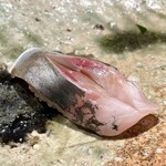 千葉たかおか - 鯵