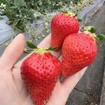 姫路ハートフル観光農園 - 