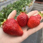 姫路ハートフル観光農園 - 