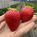 姫路ハートフル観光農園 - 