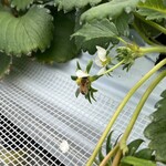 姫路ハートフル観光農園 - 