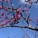 Endokoroyushimmi - まだ綺麗に寒緋桜が咲いてる