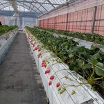 花立山ファーム - ハウス内