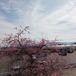 花立山ファーム - 広大な駐車場と梅