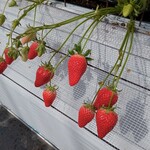 花立山ファーム - いちご