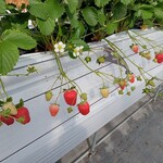 花立山ファーム - いちご