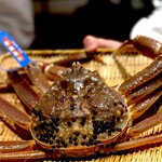 Kikuzushi - 大型の松葉ガニ。 このプレゼンテーションに喜ばない客はいないでしょう。 松葉ガニ、越前蟹、ずわいがに、地域によって異なる名称ですが、みんな同じ蟹。 さて、どう料理されるのか、心が踊ります。