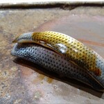 鮨 銀座 おのでら - コハダ