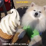 Hacchinkapurasu - 《清里牛乳ソフトクリーム》♨