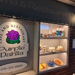 Purple Dahlia - 