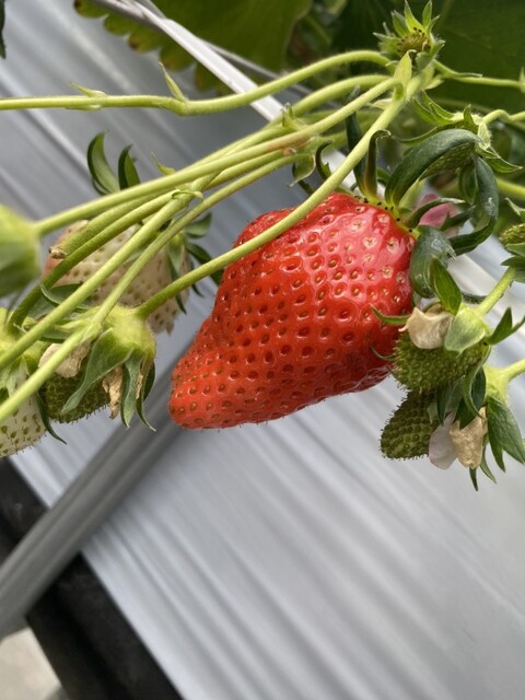 ラ・フレーズ - 名取（その他）の写真