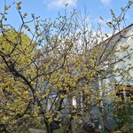 レストラン ハニーサックル - 