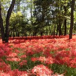 しょうへいうどん - 近くの巾着田の曼珠沙華の群生