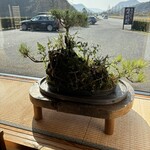 おほげつ - ⭐︎店内の盆栽