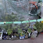 居酒屋 きよし - 