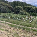 ヴィラデスト ガーデンファーム アンド ワイナリー - 