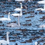 魚料理みうら - 環境省の絶滅危惧種に分類されるトモエガモ　近年は気候変動等により増加傾向にあるとの事